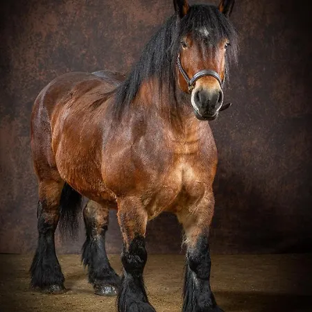 Studiolo Des Sources