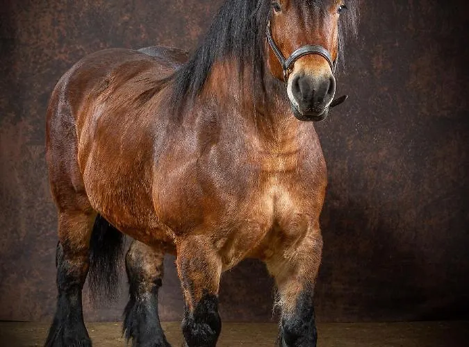 Studiolo Des Sources